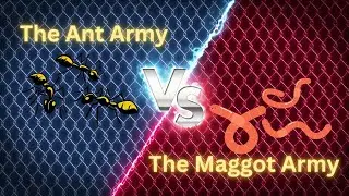 The Colony of An Ant VS The Colony of Maggot