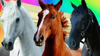 Funny Horses - Coffin Dance Song (COVER)