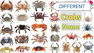 Different type of Crabs Name /Crab Name 