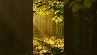 #relaxingforest #natureloop