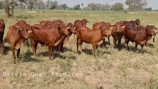 Livestock Experimemtal Station | Red Sindhi Cattle Farm Karachi (Part 1)