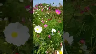 Flowerful Garden.#flowers #flower#flowergarden#garden#nursery#flowernursery#gardening#flowershorts
