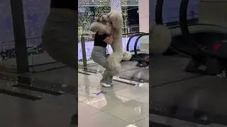 This huge dog jumped on her! #viralvideo #cute #dog #animals #animaltok