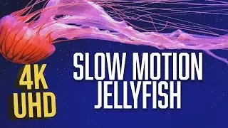 Soothing Jellyfish Aquarium and Relaxing Music