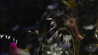 Allemanda (J S  Bach, BWV 1004) - C H Mathiopoulos
