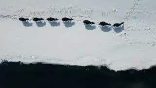 Aerial View of Bison Herd in Snowy Landscape