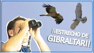 Viajamos al Estrecho de Gibraltar