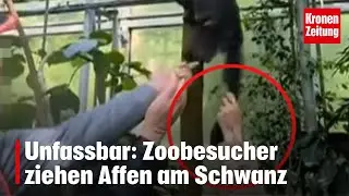 Unfassbar: Zoobesucher ziehen Affen am Schwanz | krone.tv NEWS