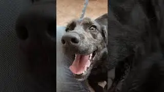 Mixed Breed Rescue Dog Needs Attention #mixedbreed #rescuedog