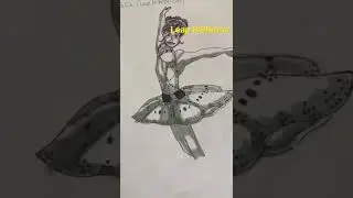 #Leap Ballarina drawing/Art/#Easy Drawing/#shorts/#subscribe #sushi fun vlogs/#Shorts/#drawing