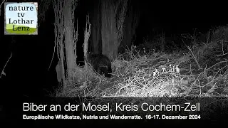 Biber an der Mosel. Kreis Cochem-Zell. Wildkatze, Nutria, Wanderratte. 16-17. Dezember 2024