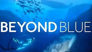 Playing with Dolphins! BEYOND BLUE; Part 2