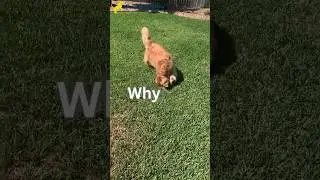 Doggie Delight | Funny Animal Videos | Shorts