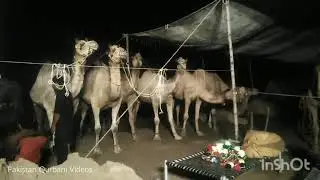 Camel Mandi 2020 | 21st July | Eid Ul Azha 2020