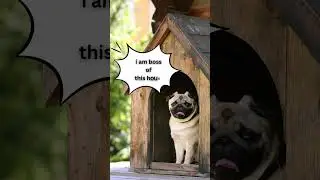 AI Predicts What Your Pet Is Thinking