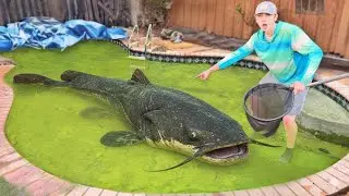 Nggak Nyangka! Kolam Terbengkalai Ini Penuh Ikan Akuarium!