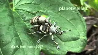 R&uuml;sselk&auml;fer Eupholus nickerli bei Wau, Papua-Neuguinea, weevil