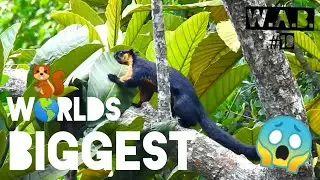 WORLDS BIGGEST SQUIRREL, Black Giant Squirrel | Penang Hill, Malaysia | Wild Animal Behaviour #10