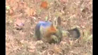 Fox Eating Corn