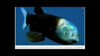 Barreleye Fish The Deep Sea Weirdo with Rotating Eyes & a See-Through Head!