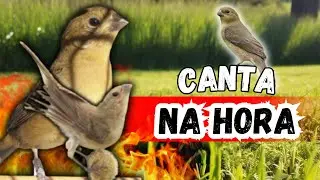F&ecirc;mea de Coleiro piadeira Para Esquentar coleiro