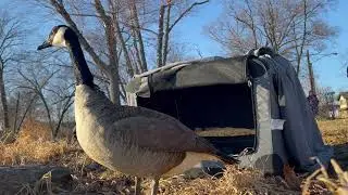 DCHS&rsquo;s Wildlife Center Canada Goose Release 1/9/26