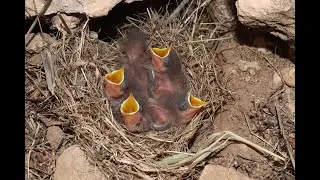 Nest of Cyprus wheatear (Oenanthe cypriaca) &Sigma;&kappa;&alpha;&lambda;&iota;&phi;&omicron;ύ&rho;&tau;&alpha; - &Pi;&epsilon;&tau;&rho;&omicron;&kappa;&lambda;ή&sigmaf; &tau;&eta;&sigmaf; &Kappa;ύ&pi;&rho;&omicron;&upsilon; - Endemic to Cyprus