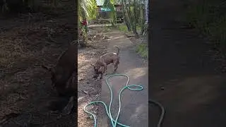 dog at the backyard #pets #puppy #doglife #dog #pitbull #pistenbully #americanbully #petowner
