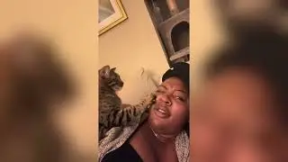 A clingy cat #fyp #funny #catsoftiktok #cats #cute