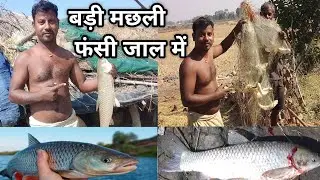 बड़ी मछली फंसी जाल में। Village Fishing vedio. Village daily lifestyle vedio.