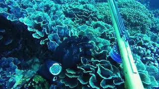 Bali Nusa Penida Spearfishing GT fish 2