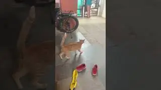 Laalu cat 🐈 #cat #shortsviral #youtubeshorts