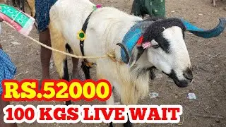 BIGGEST SHEEP BAKRA MANDI GUDUR