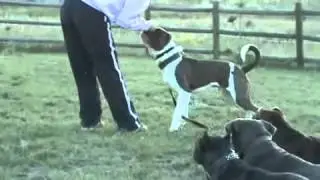 Working Mastiff - Tank