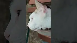 Xiaomi 12 Pro Video Sample 4K ProFocus