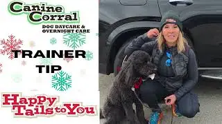 Trainer Tip - Should I give my dog human food?