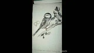 little bird  pen Sketch #bird#UCHIHA ARTS