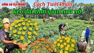 Hướng dẫn kỷ thuật tưới phân kéo dài thời gian hoa thọ nở và thuốc ngừa vi khuẩn héo xanh hiệu quả