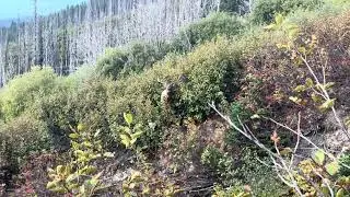 2025 Elk season 