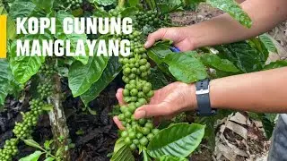 Kopi Gunung Manglayang// varietas kopi Arabica tertua di Indonesia