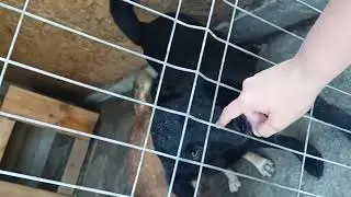 Oskar, Tommy & Fancy - August 2021