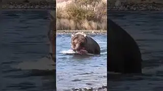 brown bear effortlessly pulls spawning red salmon from strong river #redsalmon #salmon #shorts