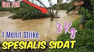 1 Menit Strike • Mancing Sidat, Saat Banjir ||| Big Eel