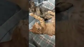 kalo pada bangun ga bisa diem😐#viral #shorts #cat #kucinganggoralucudanimut #pets #catlovers