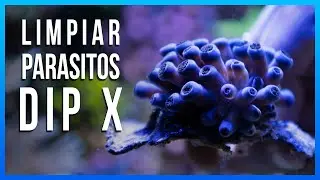 DIP X de RedSea - A PRUEBA!