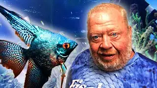 MIKE`S TRAUMSKALARE, DÜLMENER PREMIUM | NORBERTS WELT | ZOO ZAJAC