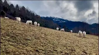 Ribes de Freser - Ribesaltes