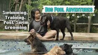 Dog Pool Adventures: Swimming, Training, and Post-Swim Grooming | Doggers' Park #dogswimming #pets