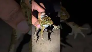 Catching Frogs Funny for Laughing | Frog for fun | Funny Video