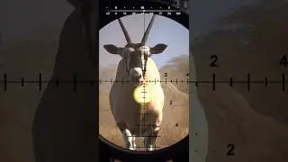 We interrupt this Eland hunt to bring you&hellip;A GEMSBOK! #hunting